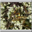 Tenthredo omissa - Blattwespe 03.jpg